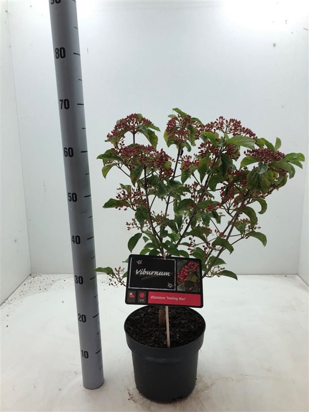 Viburnum dilatatum 'Sealing Wax' - C4